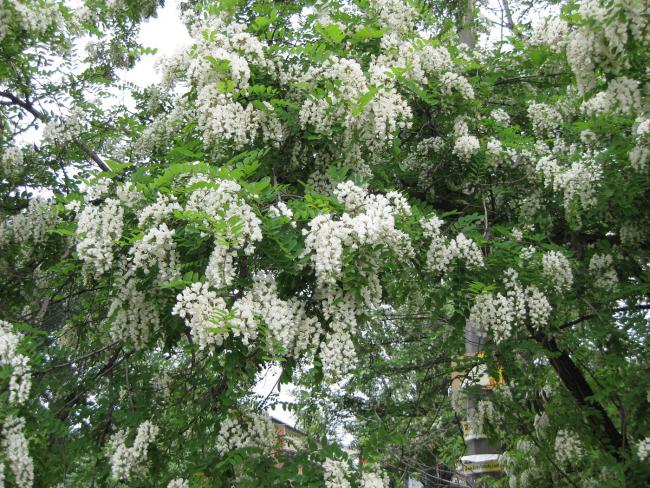 акакця белая купить в алматы саженцы питомник plants